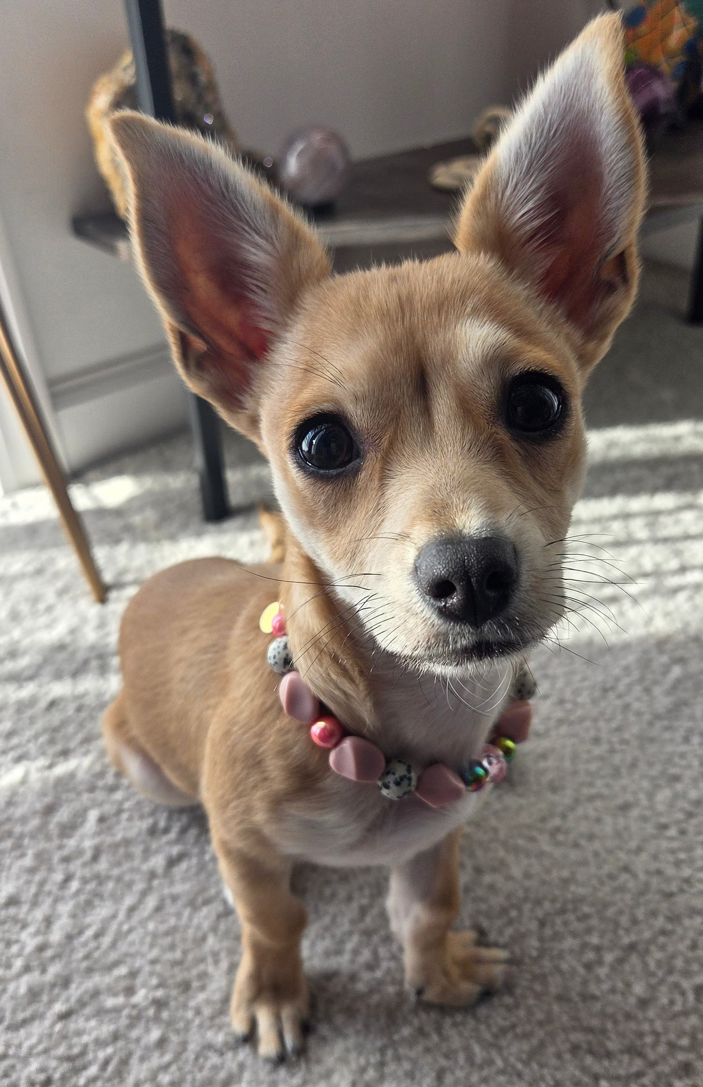 The Little Socialite Necklace