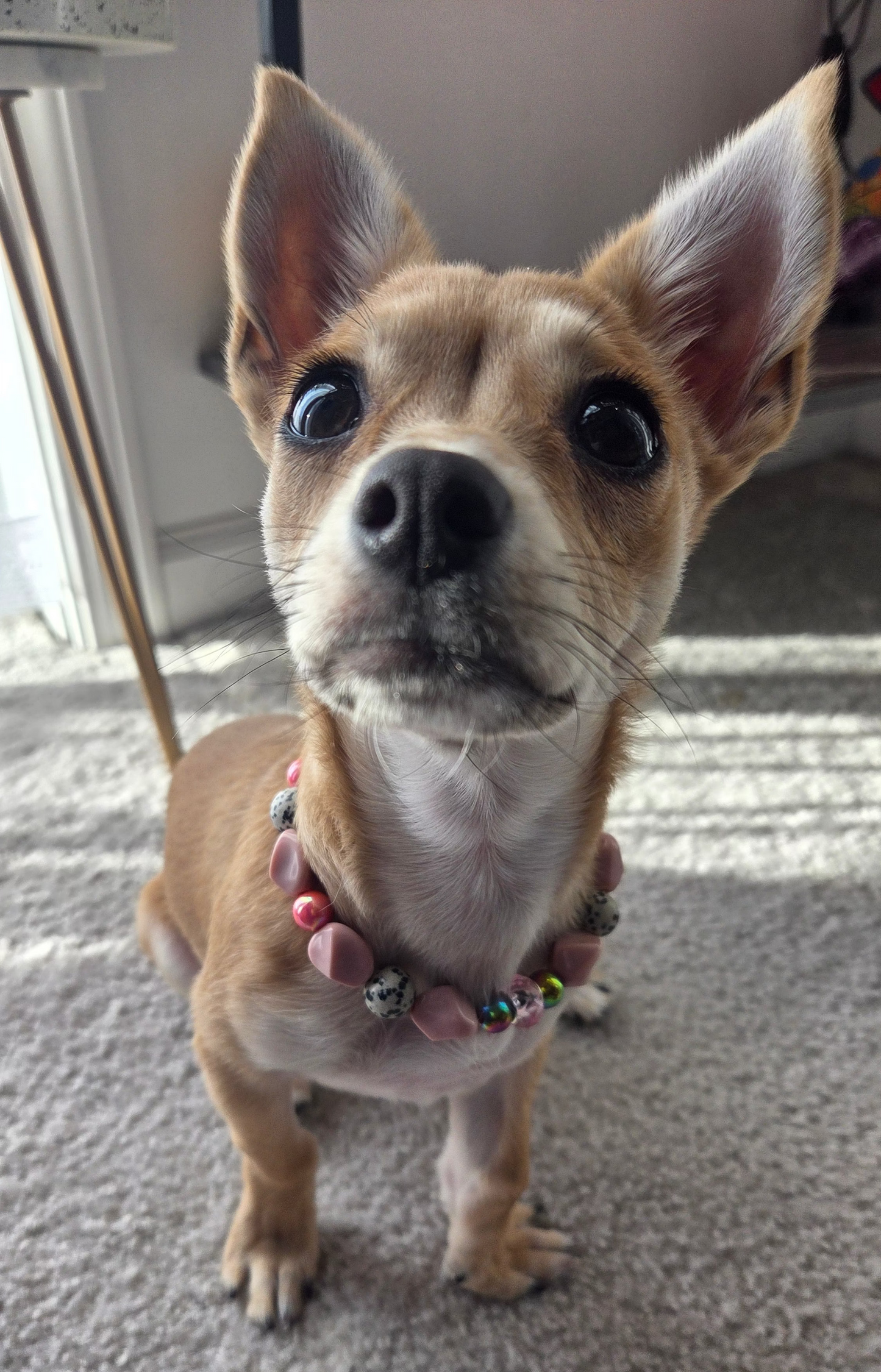 The Little Socialite Necklace
